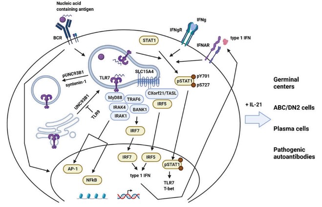 TLR7 signaling in lupus B cells.jpg